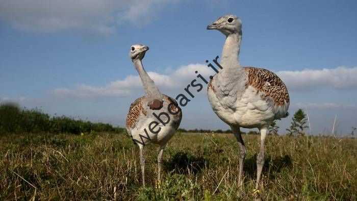 Bust مرغ / Great bustards